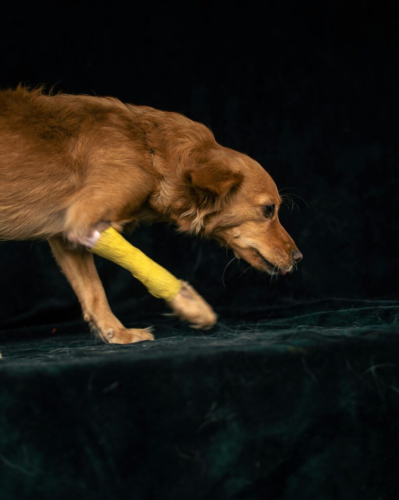 Side profile of a brown dog with a yellow bandage on its leg indoors.