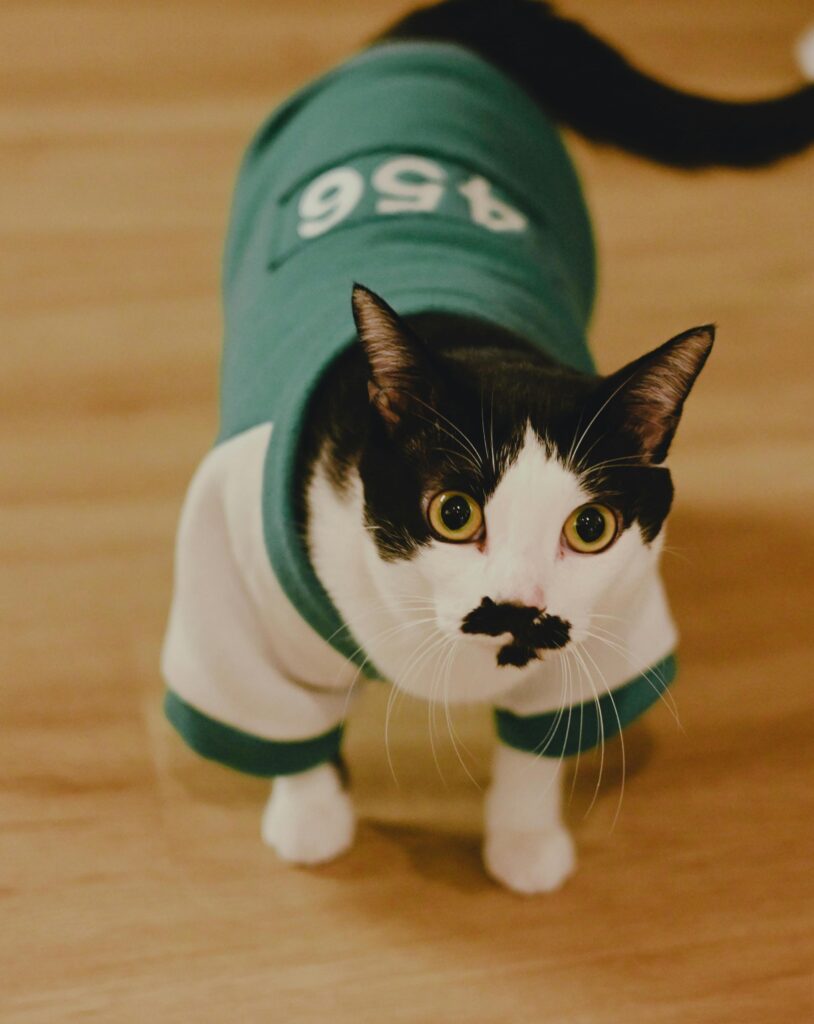 Adorable black and white cat wearing a green and white costume, adding charm and character.